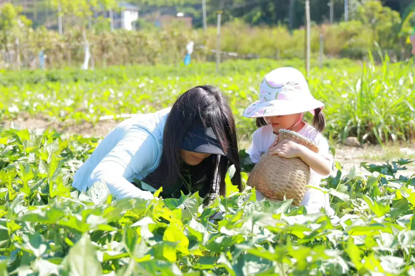 孩子在菜园里观察和采摘植物